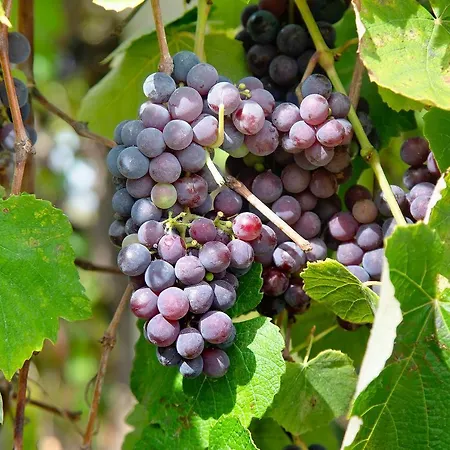 Сasa de vacaciones Do Sul